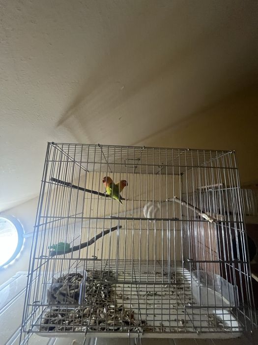 продается попугаи