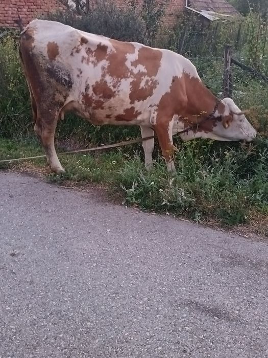 De vânzare 2 vaci dinere