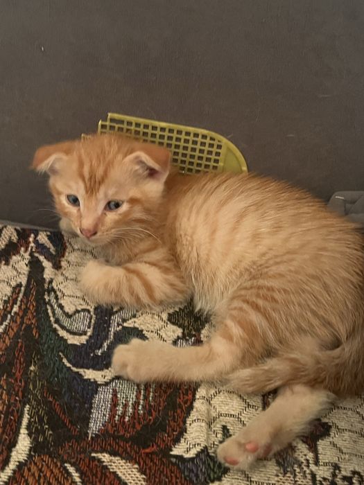 Отдам котят в добрые руки