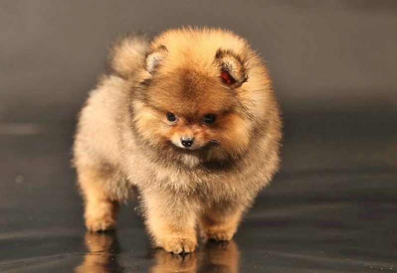 Померанский шпиц, 1,5 мес. Помиранский шпиц