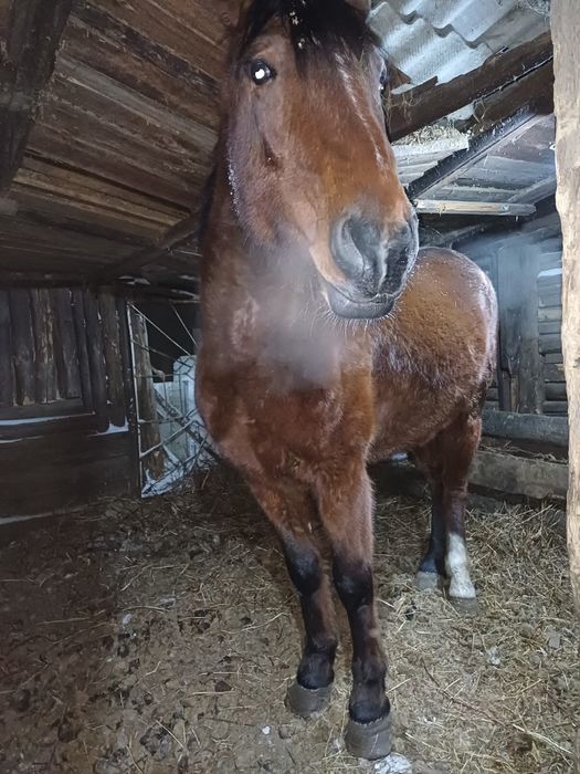 Продам кобылку 5 лет