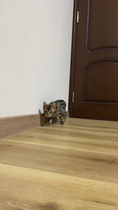 bengal mushuk бенгальский котик