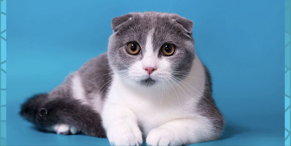 Скотиш фолд 6 ойлик