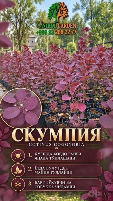 Скумпия роял пурпл