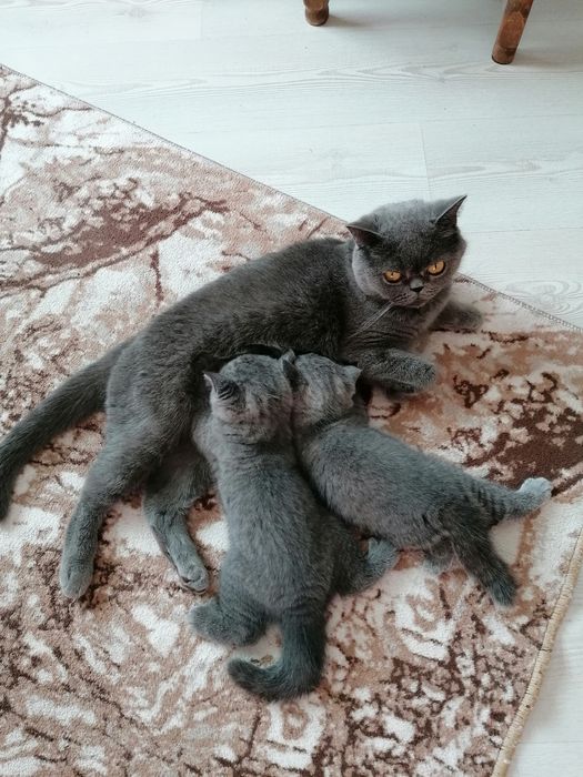 Британско късокосместо котенце
