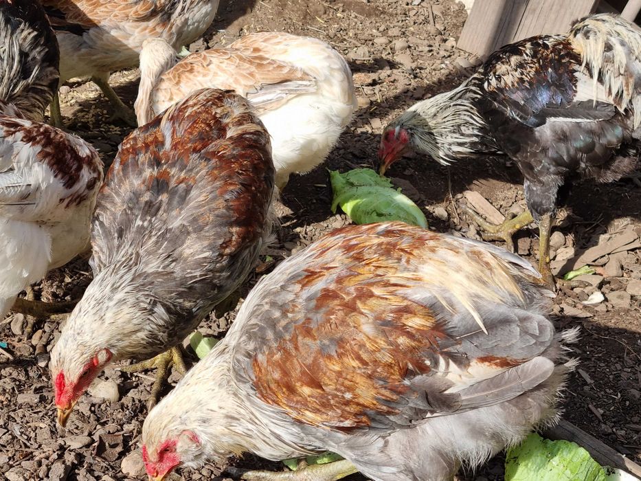 Gaini si Cocosi tineret Araucana de vanzare