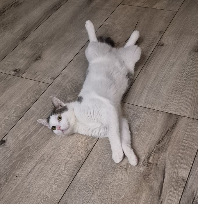 Ofer spre adopție pisic