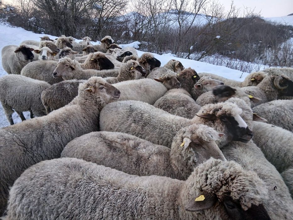 Disponibile 50 de oi !