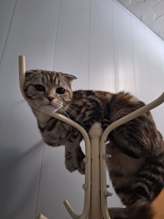 Пародистая домашняя кошка