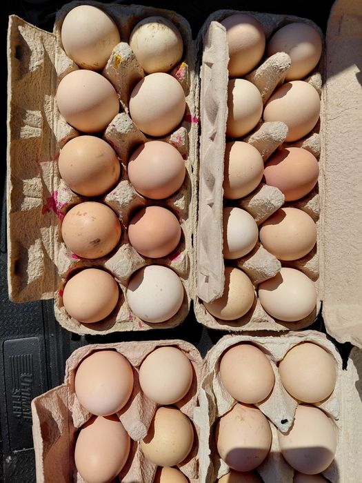 Vand oua Brahma pentru incubat