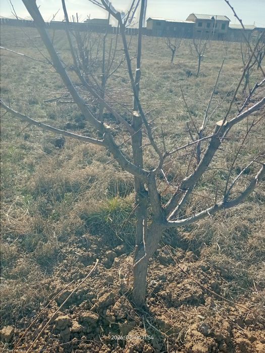 Shakil berish daraxtlarga