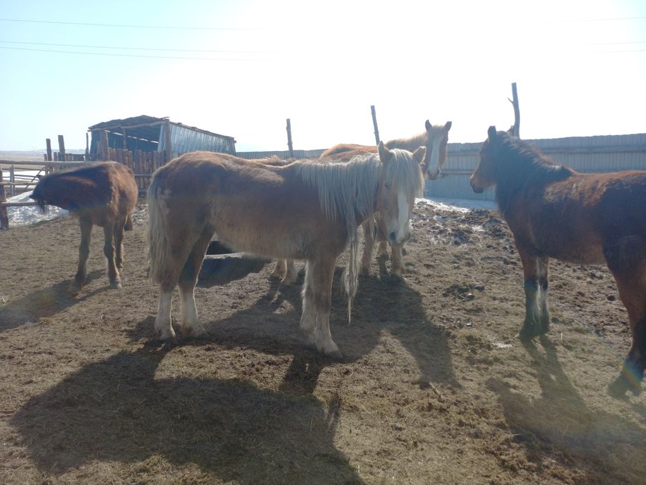 Продам байталдар