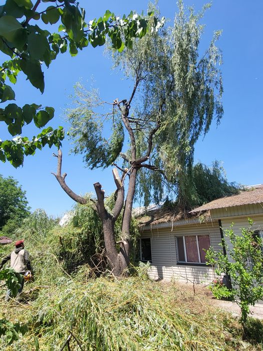 Спил деревьев обрезка плодовых деревьев