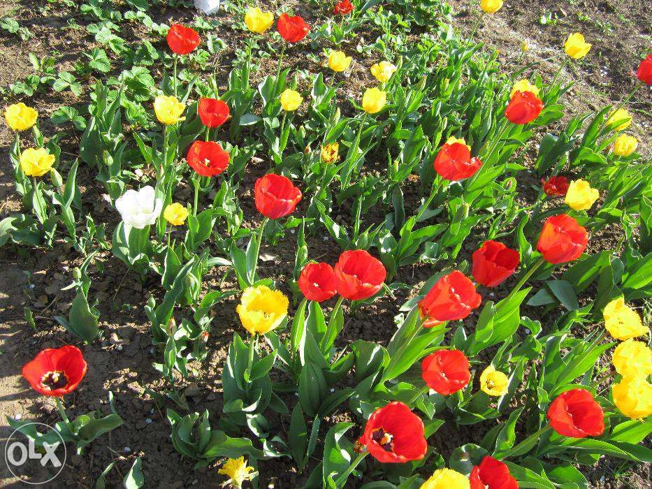 Bulbi de lalele -MIX circumferinta 12/13/14; 10/11; 7/8