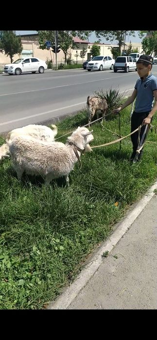 Kami bor Egzakchi Echki 1-ta onasi 2-ta bolasi 1-tasi taka 3-tasi 5 5