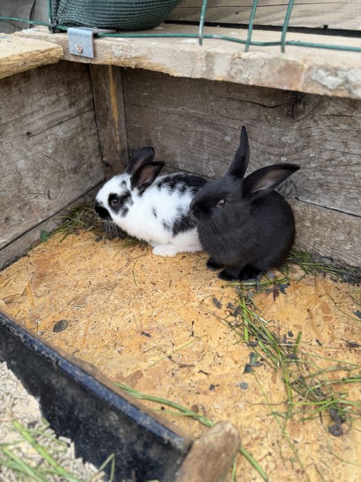 Puiuți de iepurași de 3 luni