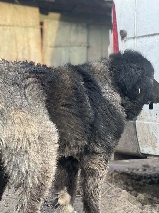 Mascul Ciobanesc Caucazian