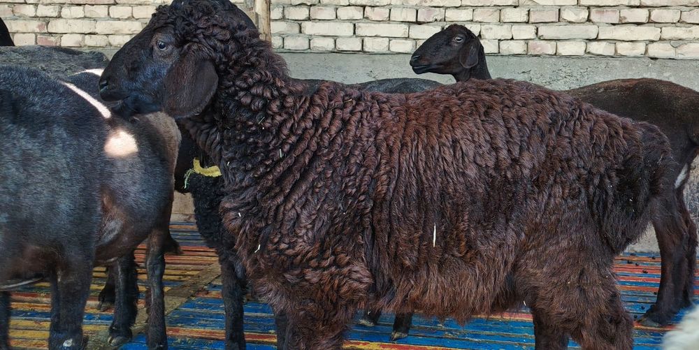 Эгиз мода барралар