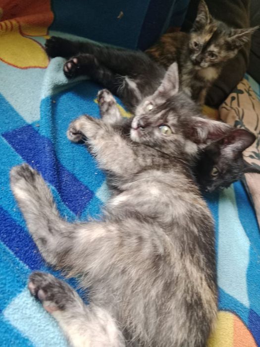 Отдам котят в добрые руки