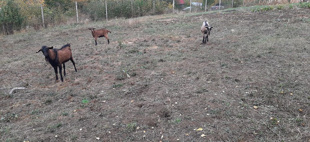 Vând capre , un Tap o Capra și Iadă