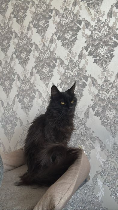 Мейн-кун бронь котят