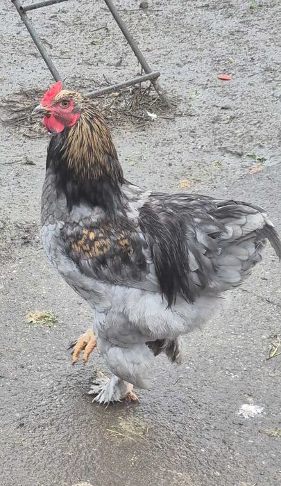 Vând cocoși crescuți bio