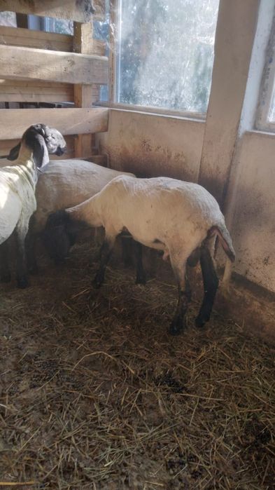 De vanzare doi berbeci  carabasi  de Teleorman  in varsta de 6 luni