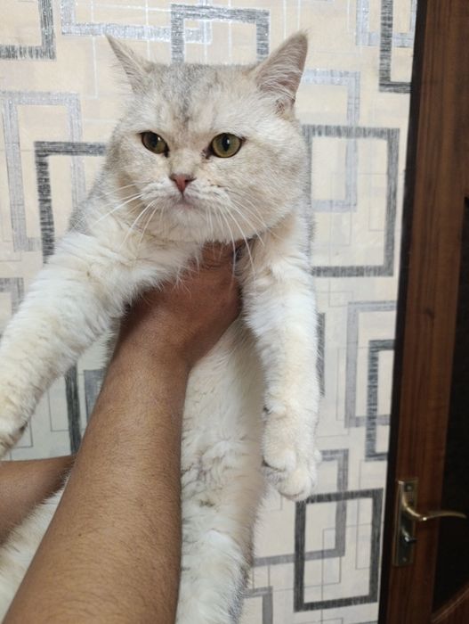 Продаю британскую шиншиллу