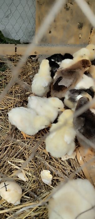 Продам цыплят. Цыплята