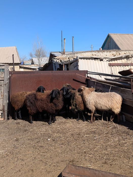 Продам овцематок