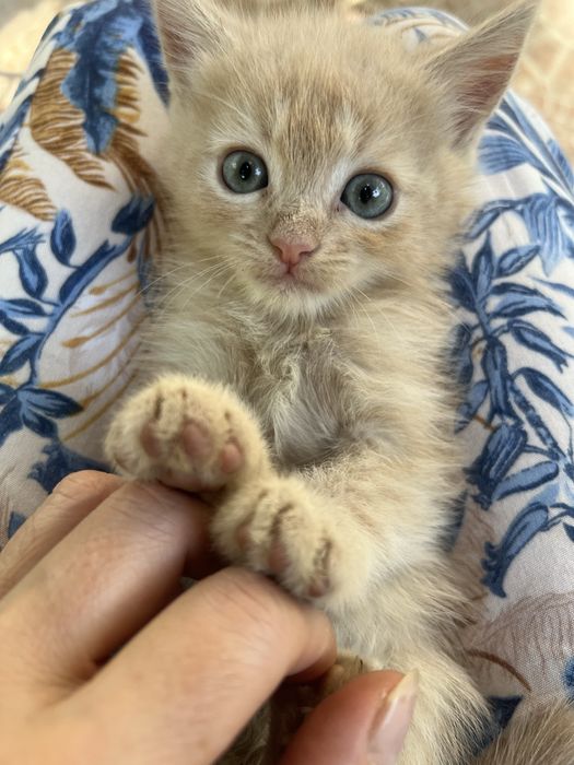 Отдаю в добрые руки 2 котят в связи с переездом