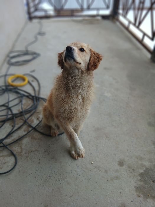 Ищем подругу для нашего рокки