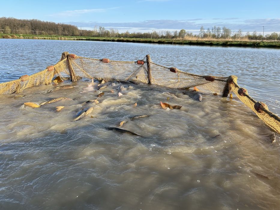 Peste viu CRAP si AMUR