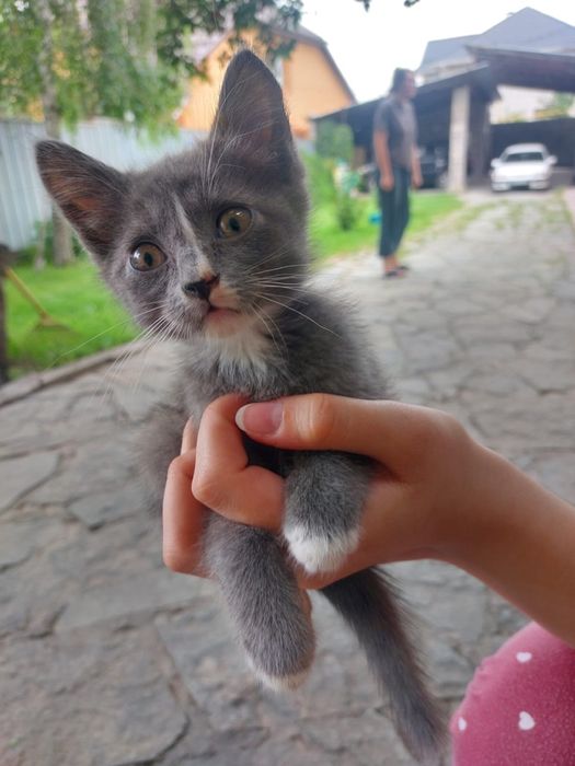 Котенок ищет дом
