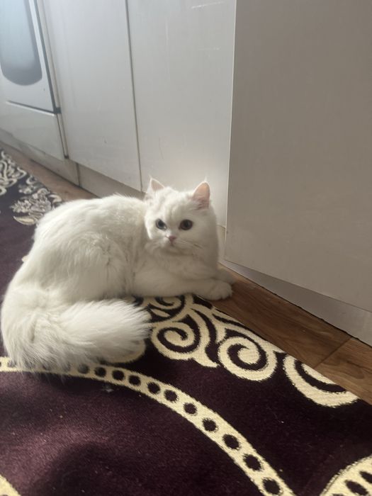 Отдам хороши рук