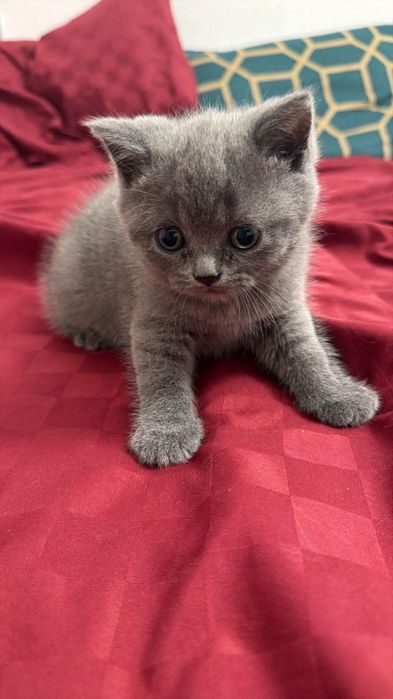British Shorthair