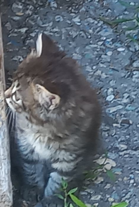 Котята шотландские