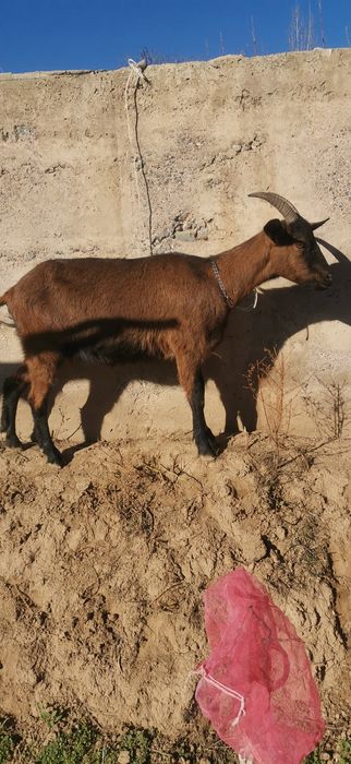 Чех Алпин сотилади Апарат 2та боласини курсатди