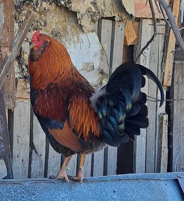 Продам петухов домашних