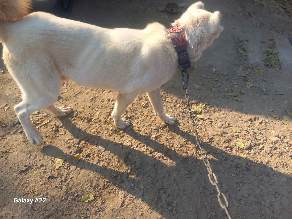 Alabay Gigant chistiy zot