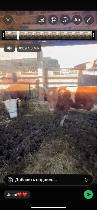 Баспак баспактар