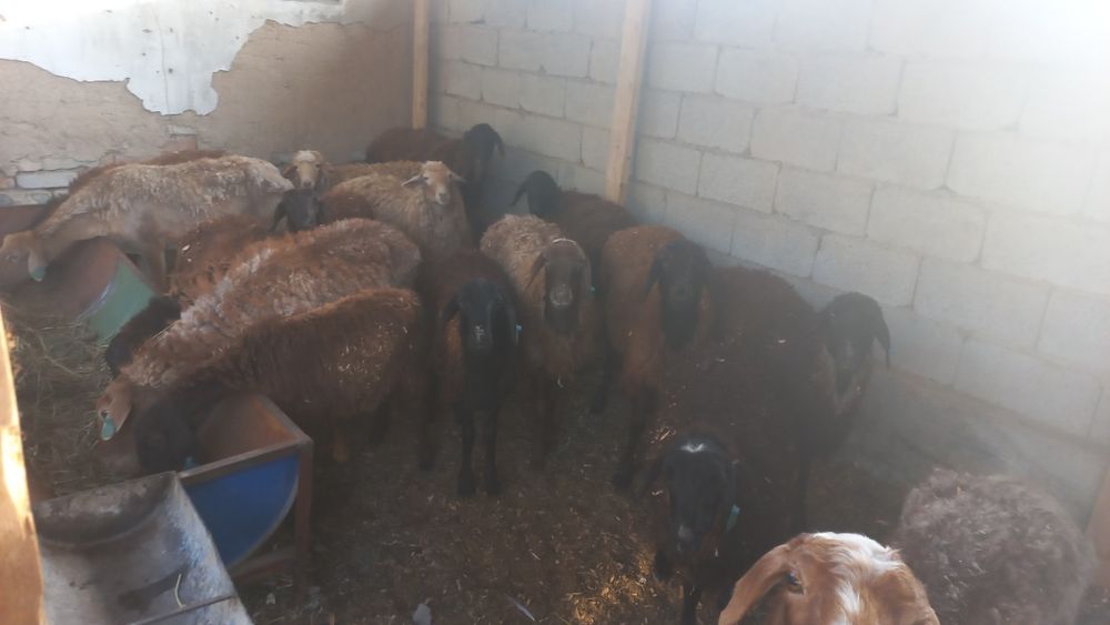 Продам баранав девачки