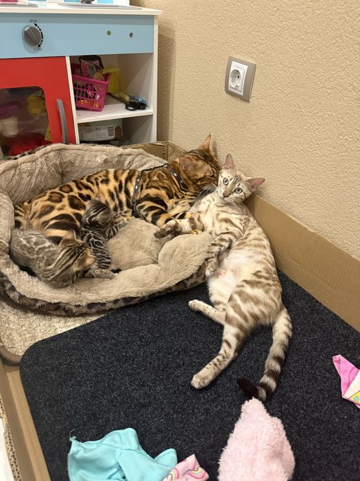 Бенгалски котета!