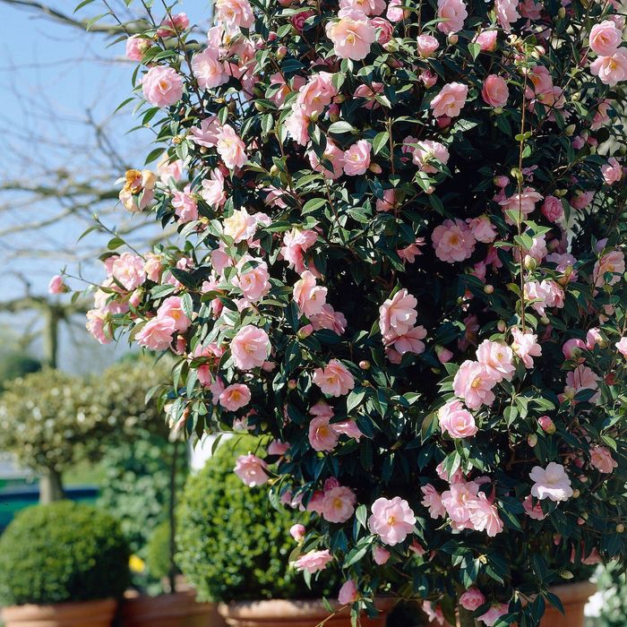 Camelia Japonica la Ghiveci