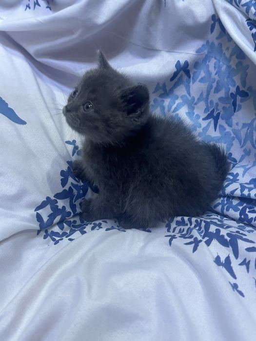 Mushuk bolalari sotiladi