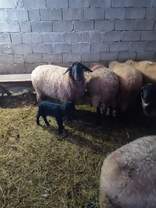 Vând oi carabase sârbești