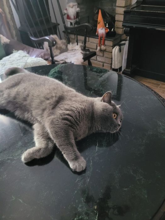 Siria- British Shorthair 3 ani