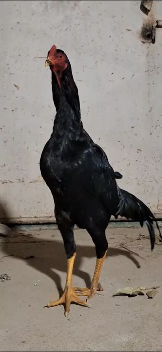 Жужа карес майни охири