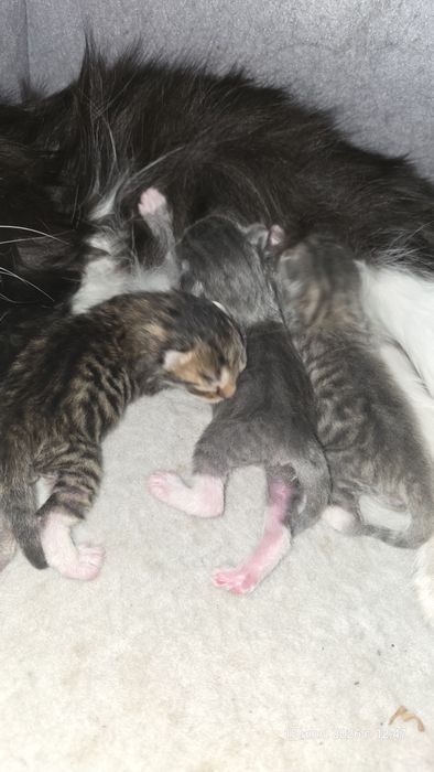 Отдам котят - 2 девочки, 1 мальчик
