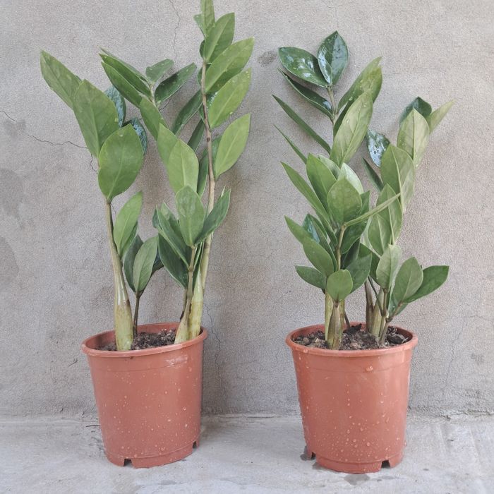 Домашние цветы Мырзакент